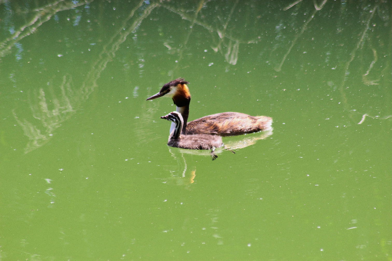 Svasso maggiore con piccoli